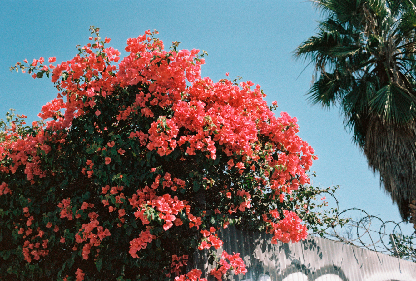 colour 