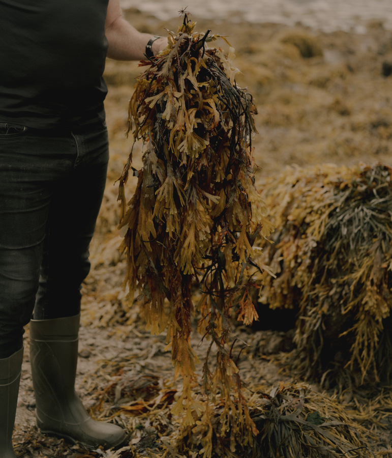 The Washington Post – Seaweed Harvest 