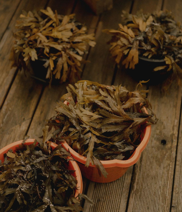 The Washington Post – Seaweed Harvest 