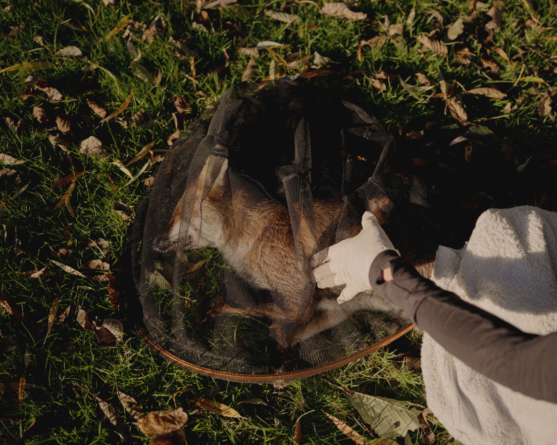 The Fox Project for Libération 