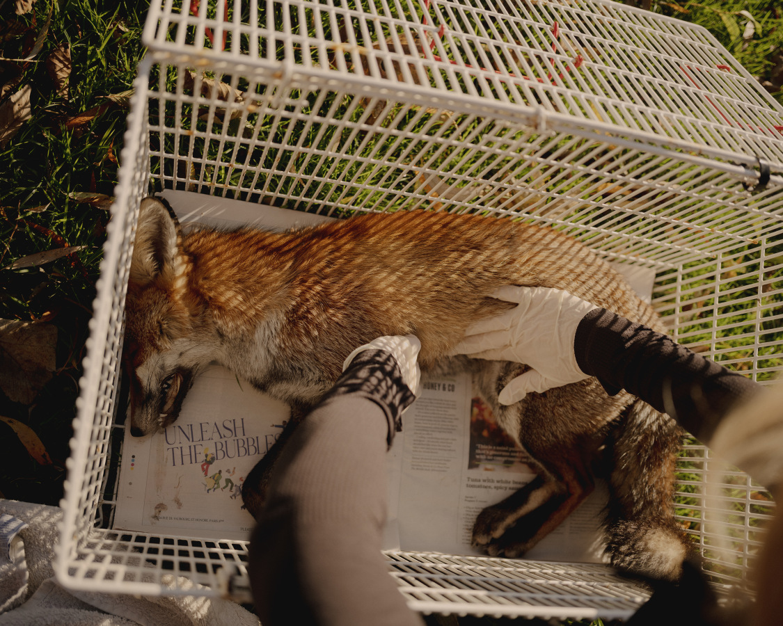 The Fox Project for Libération 