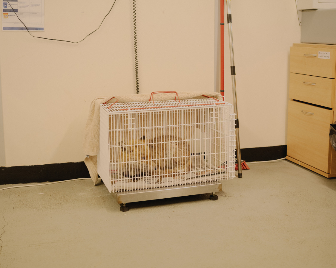 The Fox Project for Libération 