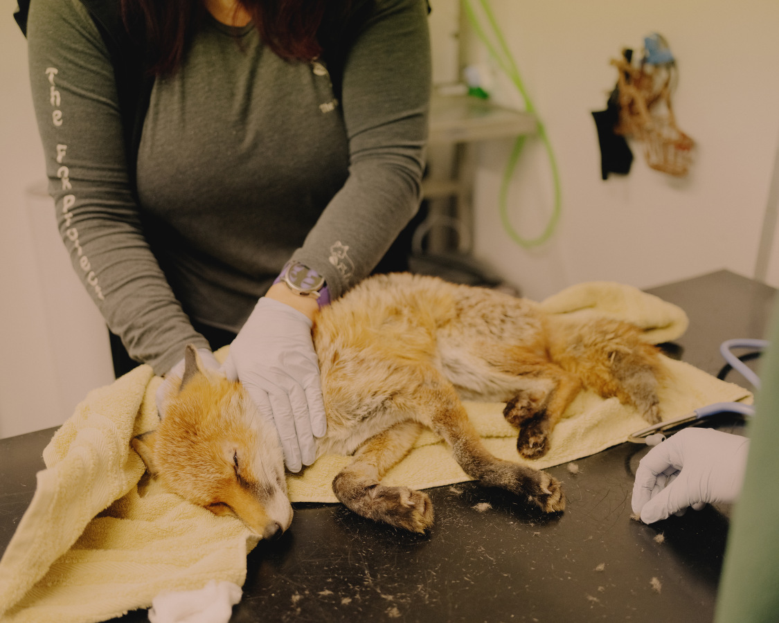 The Fox Project for Libération 