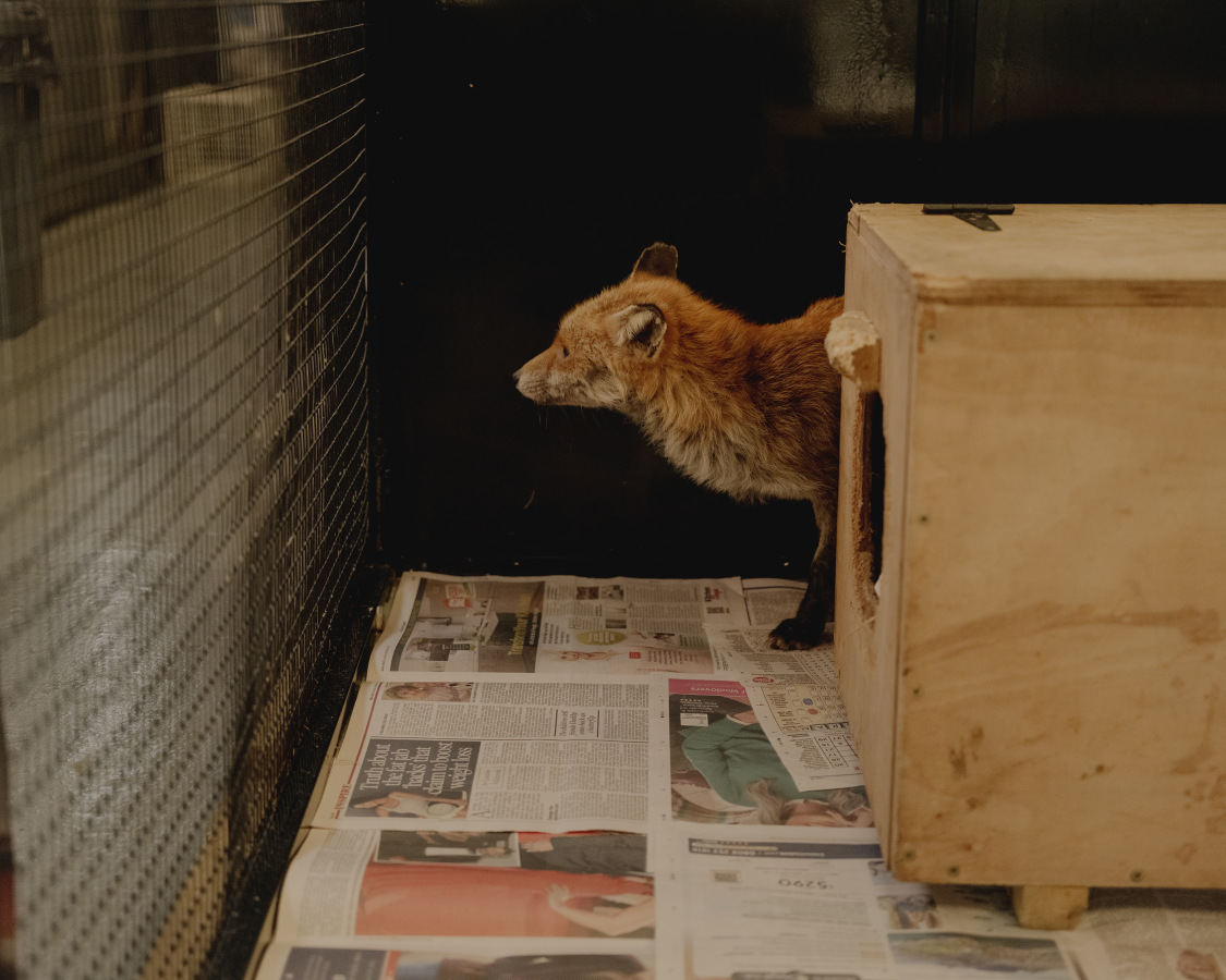 The Fox Project for Libération 