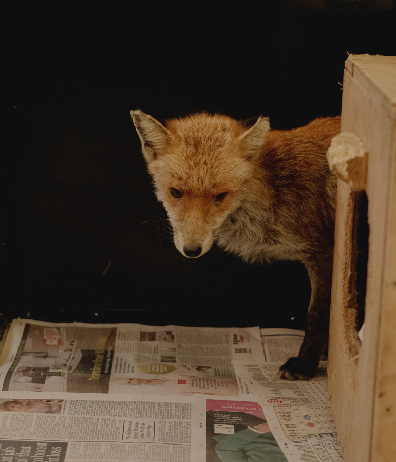 The Fox Project for Libération 