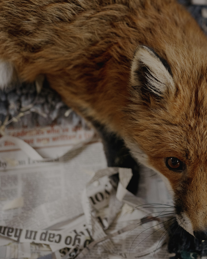 The Fox Project for Libération 