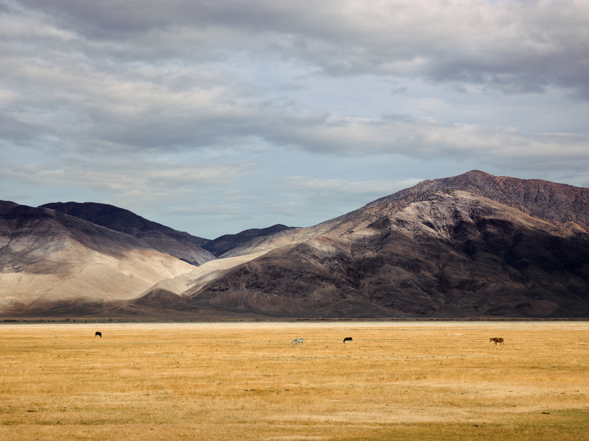 wilderness 