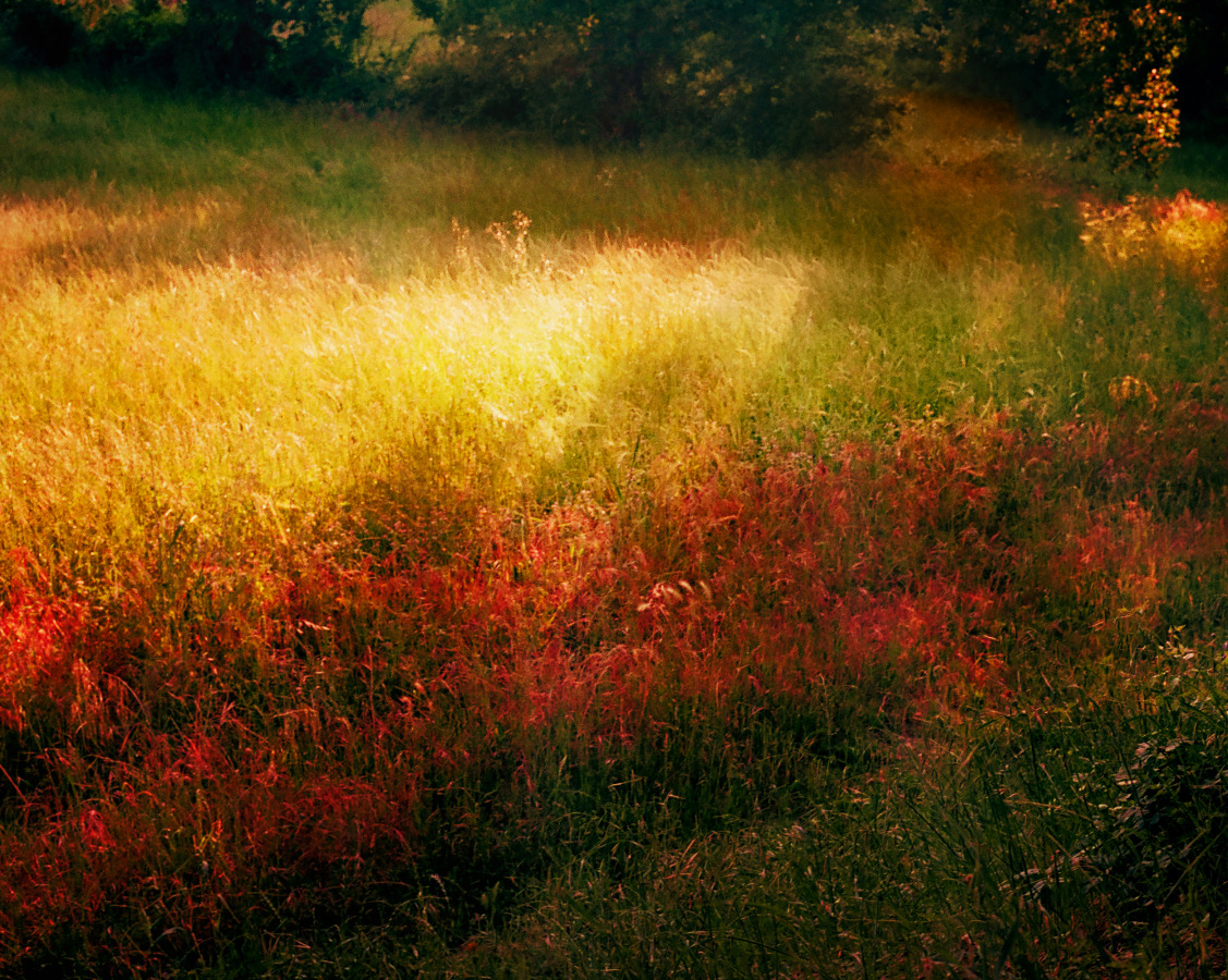 wilderness 