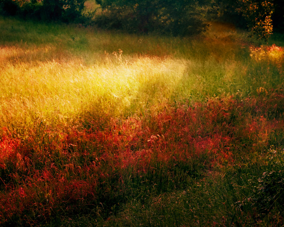 wilderness 